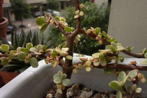 多肉雅樂之舞怎么繁殖，扦插以及嫁接都可以進(jìn)行繁殖