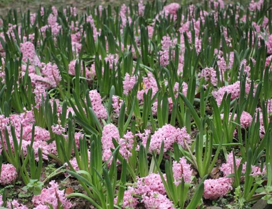 風(fēng)信子盆栽怎么種植，擇飽滿種球、露出土壤2厘米(存活最高)