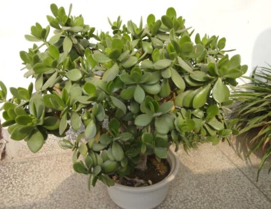 燕子掌有什么作用，美化環(huán)境、凈化空氣