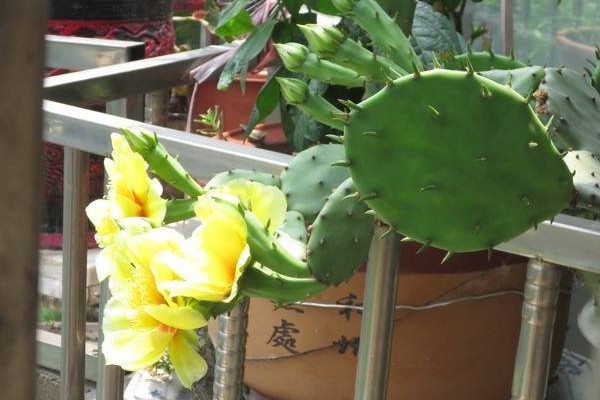 仙人掌適合放哪里，放在陽臺更利于生長