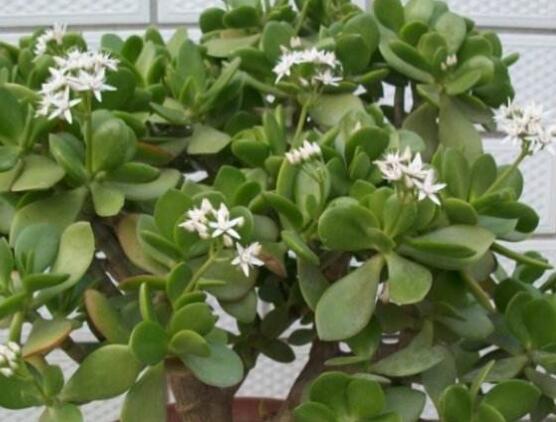 玉樹可以放在室內(nèi)嗎，小心碰觸導(dǎo)致瘙癢、腫痛(有毒)