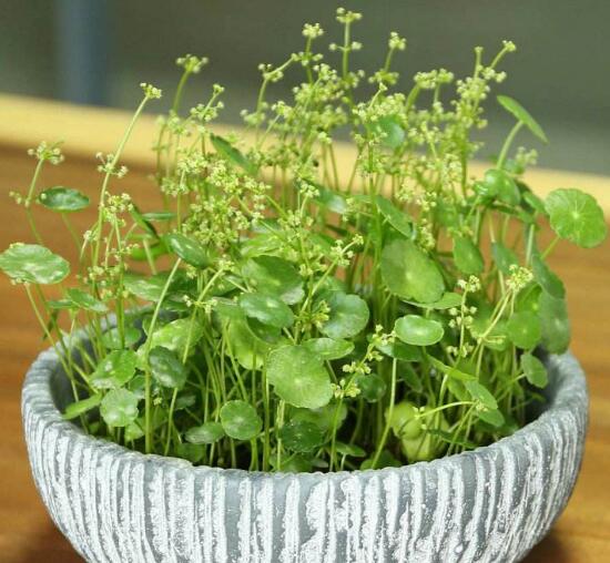 銅錢草什么時候開花，銅錢草花期多長時間（四個月）