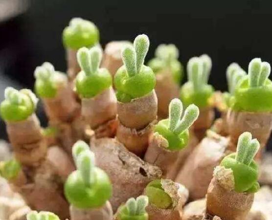 碧光環(huán)多肉有毒嗎，無(wú)毒/株型優(yōu)雅、美觀可愛(ài)