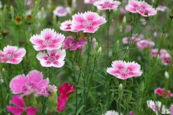 常夏石竹花的花語