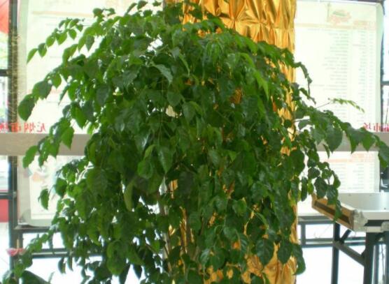 幸福樹擺放禁忌，盤點(diǎn)幸福樹五大擺放禁忌