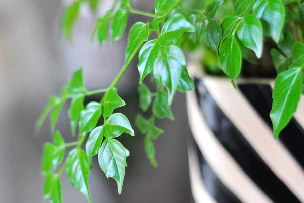 幸福樹施什么肥最好，施氮肥能促進(jìn)枝葉茂盛