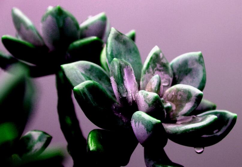 寶石花有哪些功效，美容養(yǎng)顏治便秘