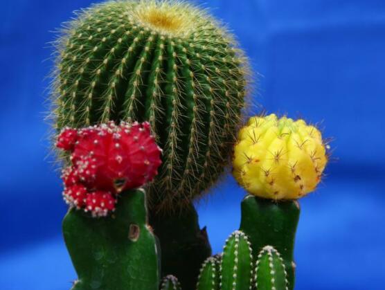 仙人球防輻射嗎，不能/只能防太陽紫外線(光學(xué)輻射)