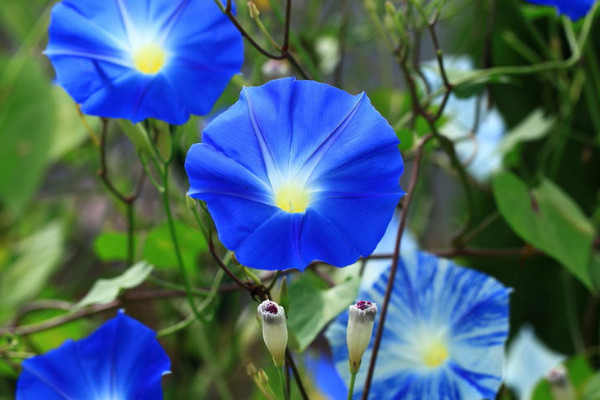 牽牛花不開(kāi)花的原因