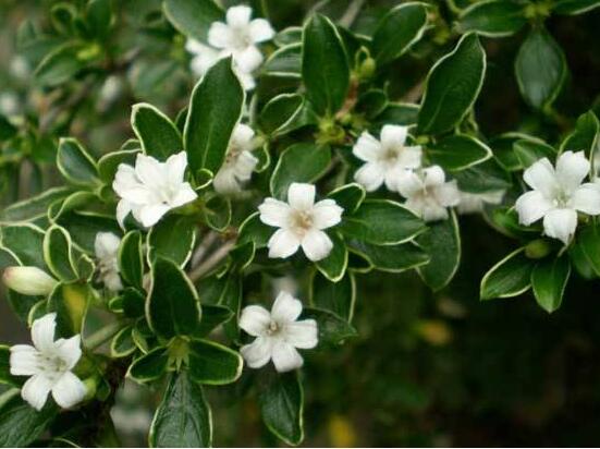 六月雪哪個(gè)品種最貴，屬金邊六月雪當(dāng)之無愧