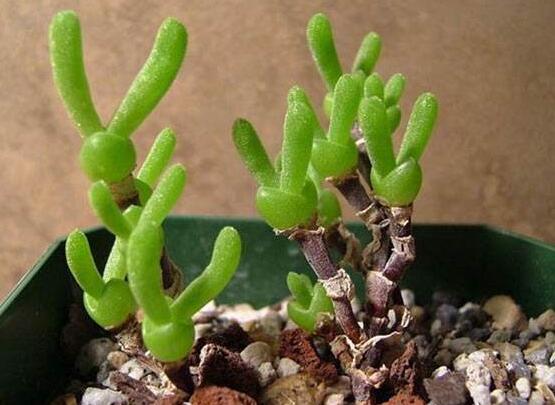 碧光環(huán)的用土方法，四份營(yíng)養(yǎng)土六份蛭石一份珍珠巖混合配制