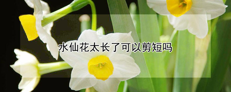 水仙花太長(zhǎng)了可以剪短嗎