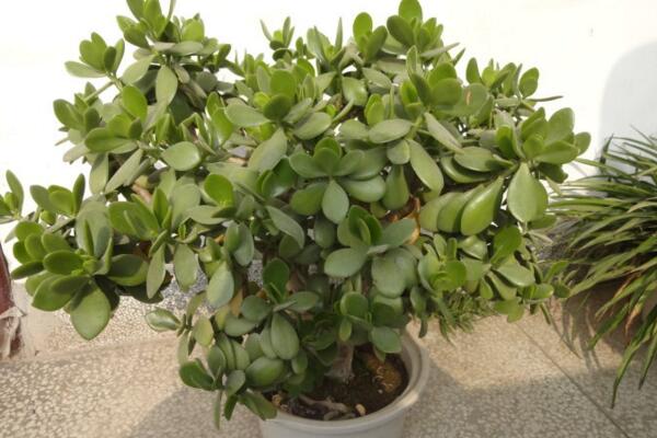 燕子掌如何養(yǎng)殖，燕子掌的養(yǎng)殖方法介紹