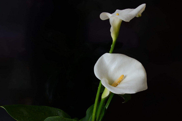 馬蹄蓮種球怎么種植，上盆前先對種球清洗消毒