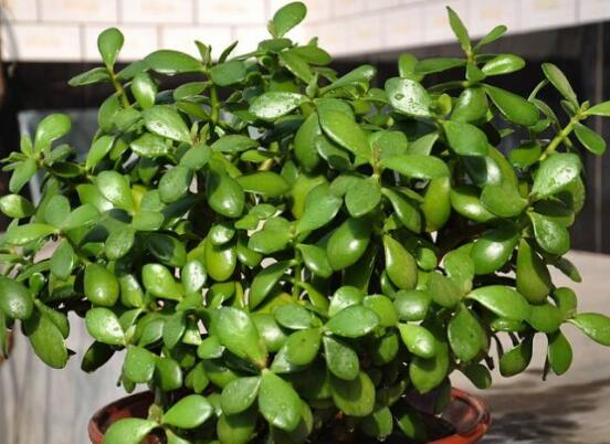 玉樹花幾年開花，掌握五大要點可年年開花