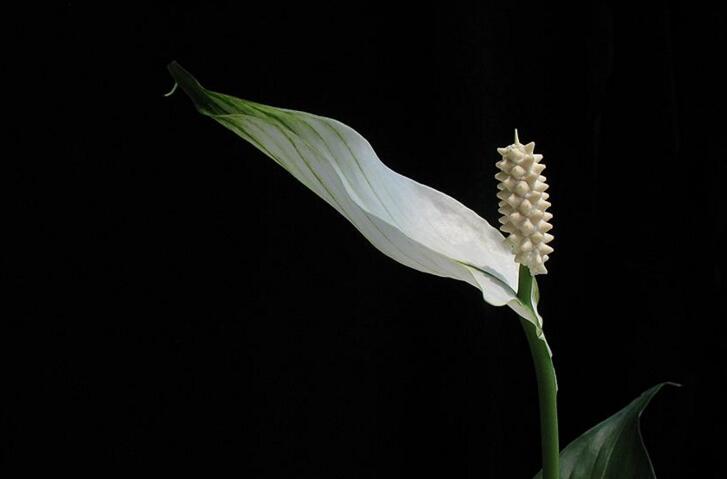 一帆風(fēng)順用什么營養(yǎng)液，濃縮型營養(yǎng)液（發(fā)芽多發(fā)枝快）