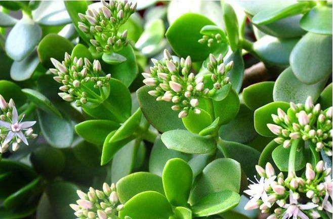 玉樹的繁殖方法，介紹葉插和枝插兩種繁殖方法