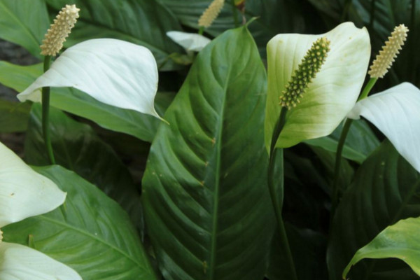 一帆風(fēng)順的葉子尖干枯怎么辦，可更換盆土或進行通風(fēng)