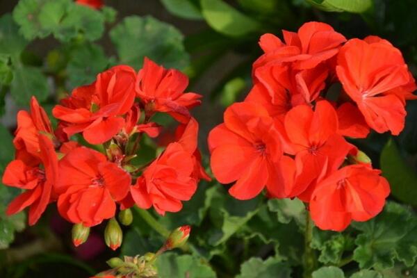 天竺葵泡水生根方法，3步即可天竺葵的水培