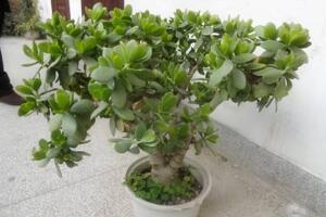 玉樹爛根了怎么辦該如何挽救，玉樹爛根后怎樣移栽