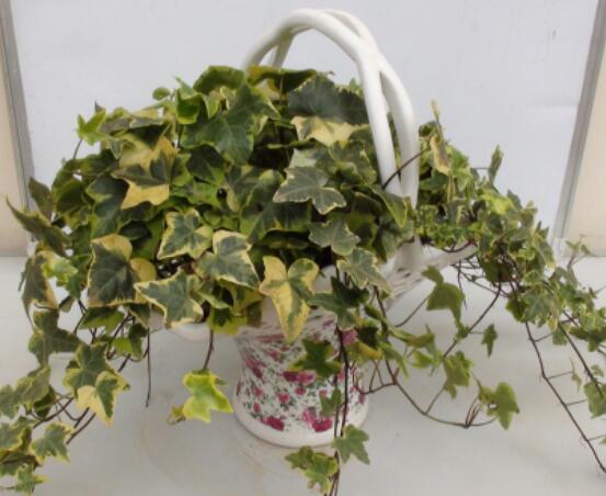 盆栽常春藤怎么爆盆，教你五點(diǎn)養(yǎng)護(hù)措施盆盆枝繁葉茂