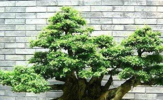 榕樹怎么施肥，榕樹施肥方法