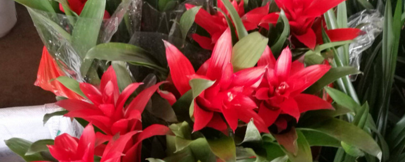 鴻運(yùn)當(dāng)頭冬天花枯萎了咋辦