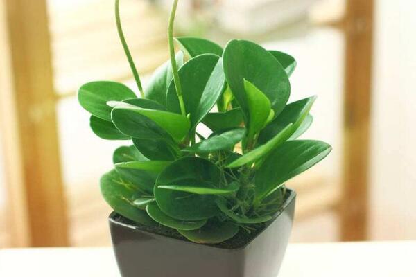 碧玉花開花嗎，每年開花兩次