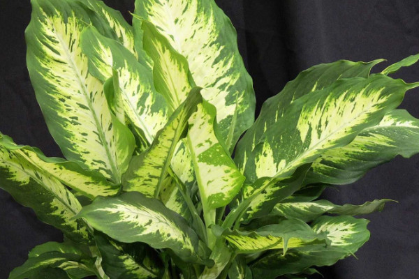 銀邊萬年青的養(yǎng)殖方法