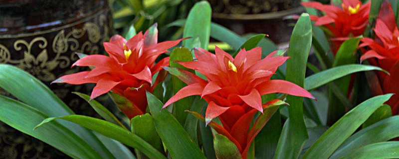 鴻運當(dāng)頭和水塔花一樣嗎