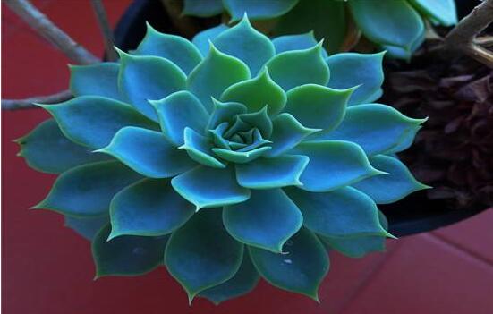 寶石花怎么澆水，不同季節(jié)不同澆水量(控水為主)