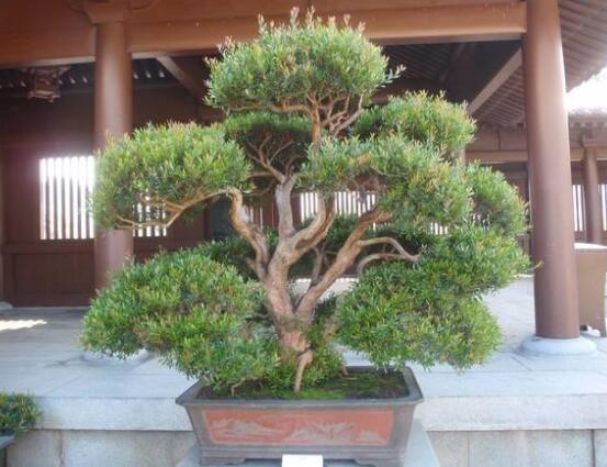 羅漢松什么品種最好，盤點(diǎn)最珍貴且珍稀四種品種