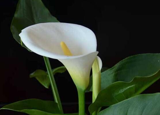 馬蹄蓮的養(yǎng)殖方法圖解，老農(nóng)總結(jié)六點(diǎn)最實(shí)用的基本方法