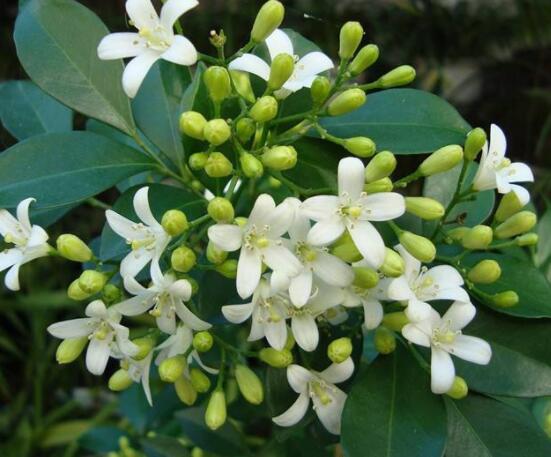 九里香花有毒嗎，無毒/制作香精香料、泡茶泡酒喝