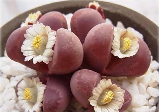 生石花皺了怎么辦，要警惕是這4種原因造成的