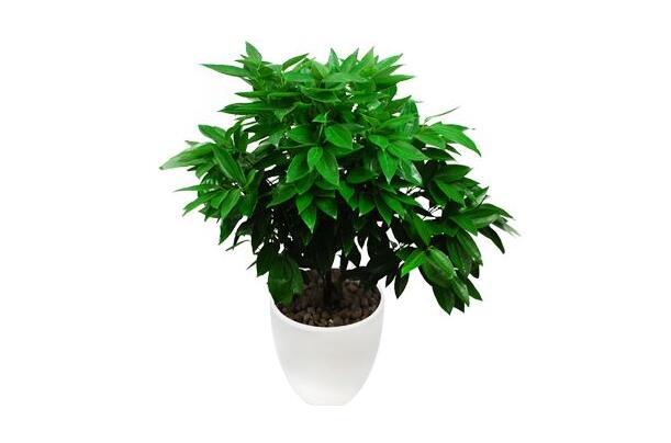 室內(nèi)養(yǎng)平安樹的好處，旺運(yùn)勢(shì)還健康