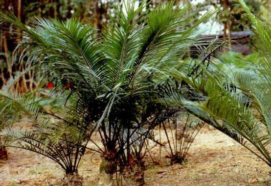 鐵樹怎么繁殖，鐵樹四大繁殖方法