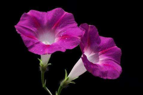 牽?；ㄈ~子發(fā)黑干枯