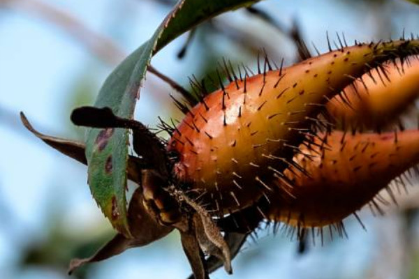 金櫻子有刺和沒刺區(qū)別