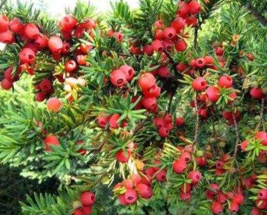 紅豆杉種子怎么種，做好這四點就會生根發(fā)芽