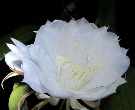 曇花的養(yǎng)殖方法和注意事項(xiàng)，老農(nóng)總結(jié)七大最實(shí)用養(yǎng)殖方法