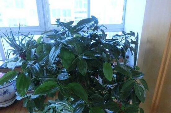 平安樹(shù)葉子耷拉怎么辦，三種原因以及解決辦法