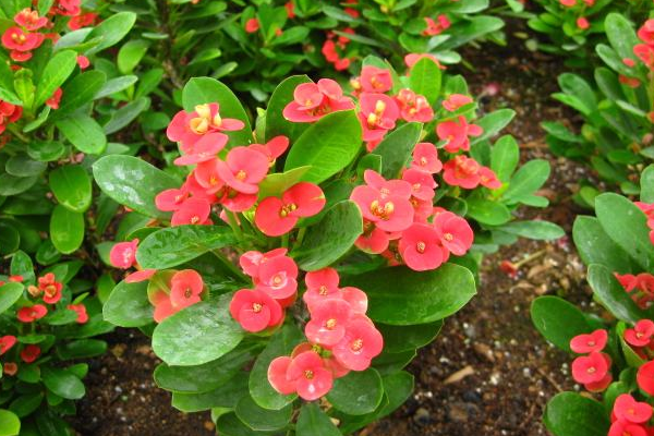 虎刺梅怎么養(yǎng)怎么配土，使用疏松肥沃、通透性較強(qiáng)的土壤