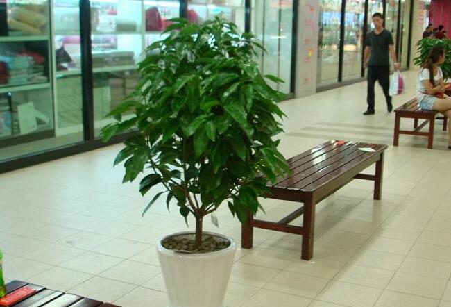 為什么平安樹葉子下垂，澆水過(guò)量和酸堿度不平衡造成的