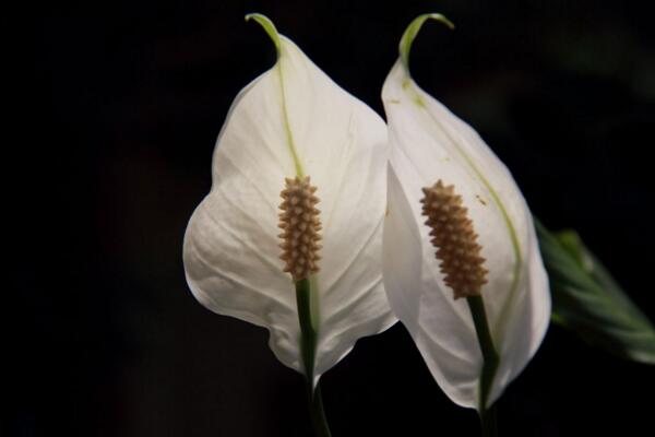 一帆風(fēng)順花可以放在臥室里嗎，可以放在臥室但要注意幾點(diǎn)