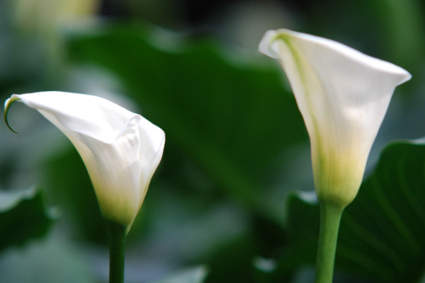 馬蹄蓮種球怎么種植，上盆前先對種球清洗消毒