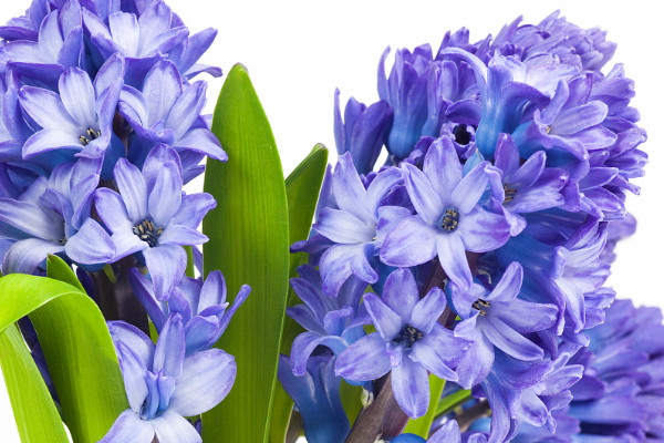 風(fēng)信子水培怎么養(yǎng)