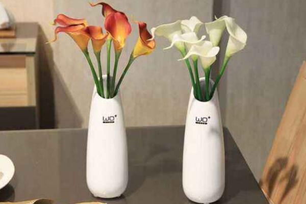 馬蹄蓮花怎么養(yǎng)，不容錯過的5大要點