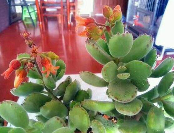 熊童子什么時(shí)候開(kāi)花，基本上都是在夏末秋初開(kāi)花