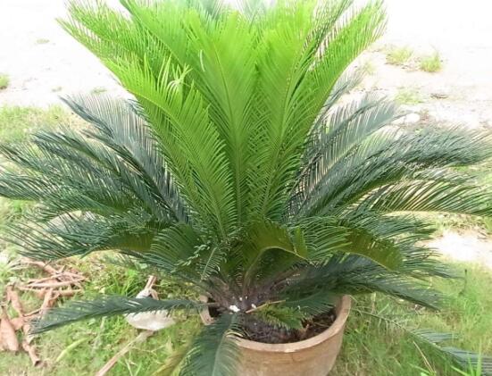 鐵樹什么時(shí)候長(zhǎng)新葉，每年春秋時(shí)分生長(zhǎng)出2-3輪新葉